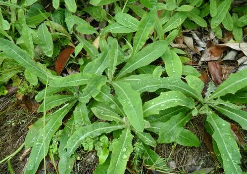 春季野菜有哪些