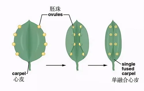 果实各个部分由什么发育而来