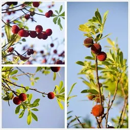 杨梅什么时候开花什么季节结果