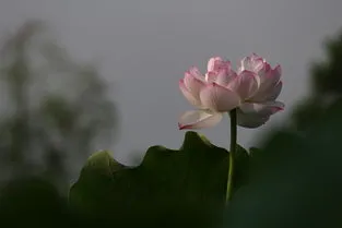 院子里种荷花风水好吗