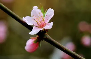 桃花会结桃子吗