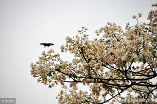 梧桐花与泡桐花的区别