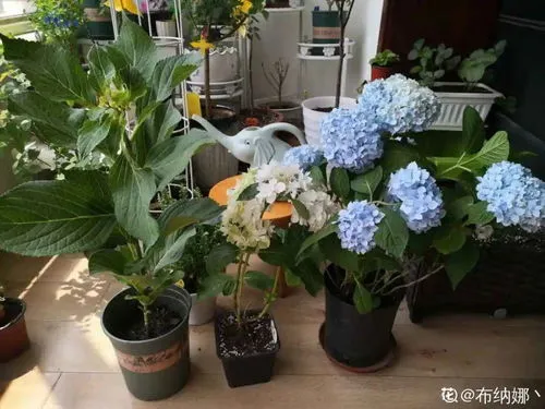 适合室内养的花和植物有哪些