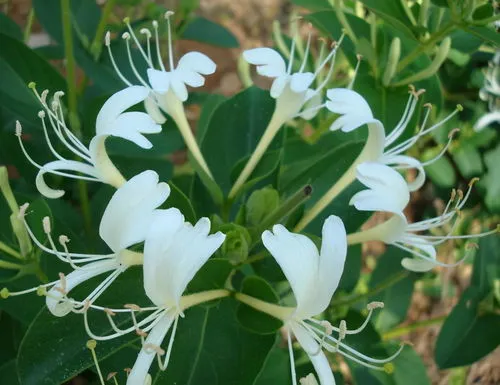 盆栽金银花修剪时间和方法