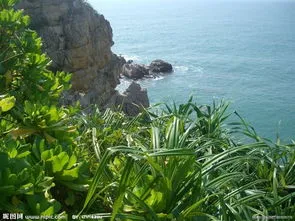 生长在海岸边的植物有哪些