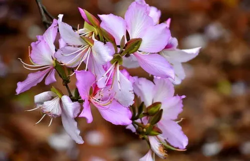 白色风铃花花语,花期在什么时间