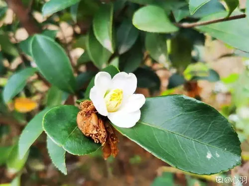 花苞没开就掉了是怎么回事