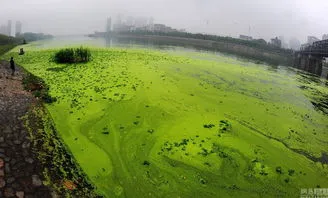 浮萍形容人是什么意思