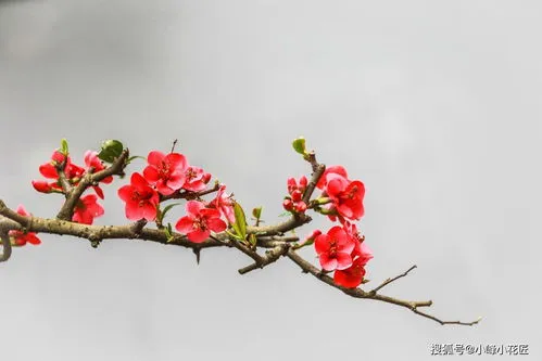 四季海棠花叶子发黄怎么回事