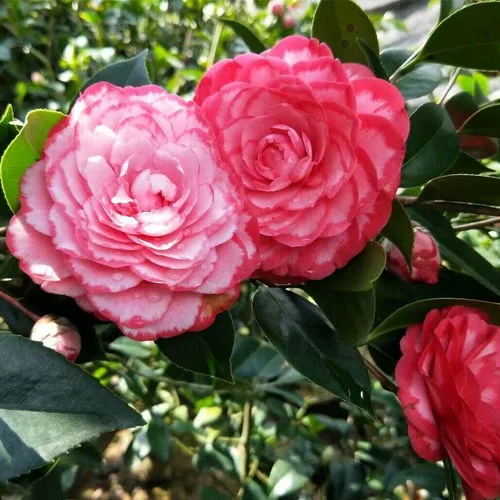 茶花夏季怎么养护什么时间开花