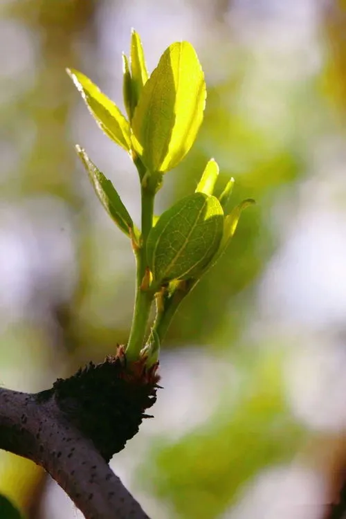 枣树6月份还没发芽正常吗