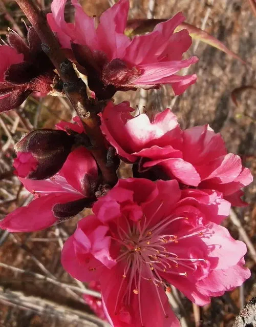 为什么牡丹一定要和芍药种在一起