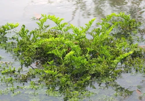 国家一二三级保护植物哪级最高