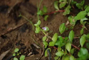 国家一二三级保护植物