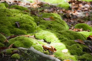 苔藓怎么种植