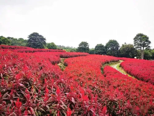 什么花代表永恒的爱纹身图案