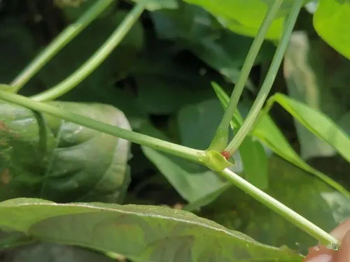 根瘤菌和豆科植物怎样共生