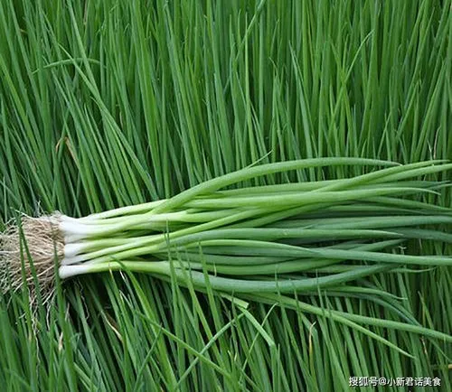 北方6月份种植什么蔬菜