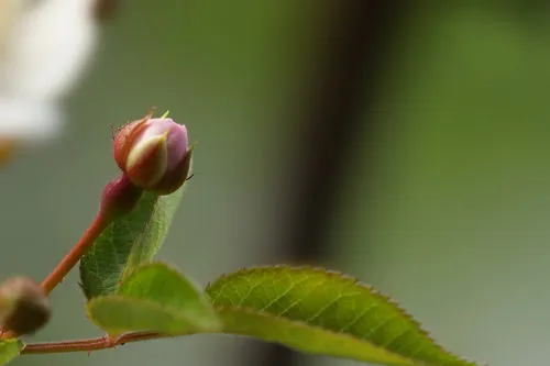 茎上有刺的植物大全图