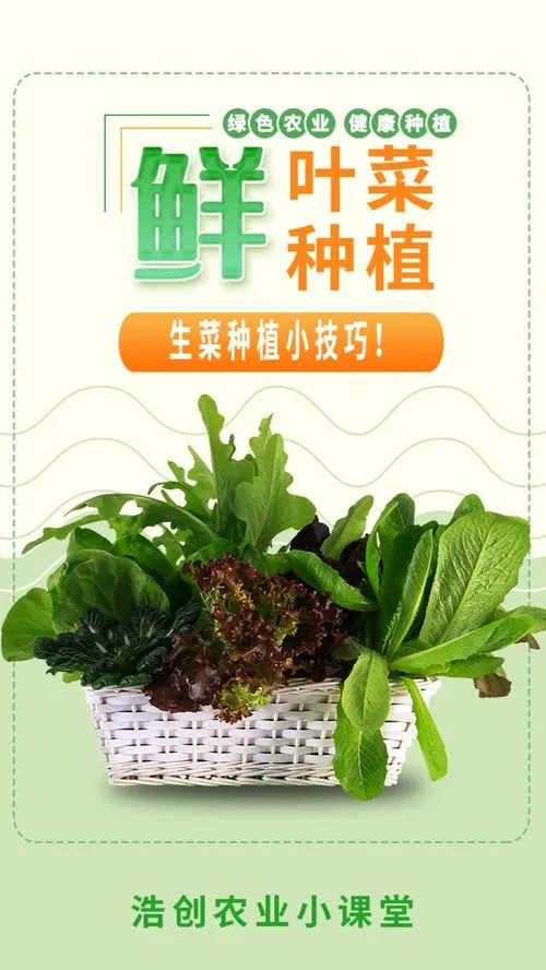 生菜怎么种植方法家里