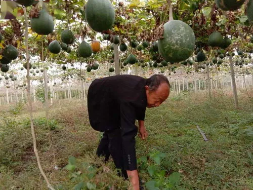 瓜蒌的种植方法和时间