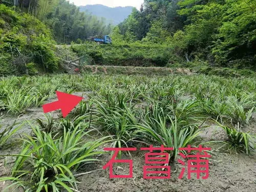 种植石菖蒲三年一亩收益20万