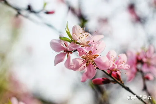 梅花和桃花的区别