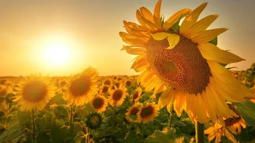 太阳花适合水培还是土培