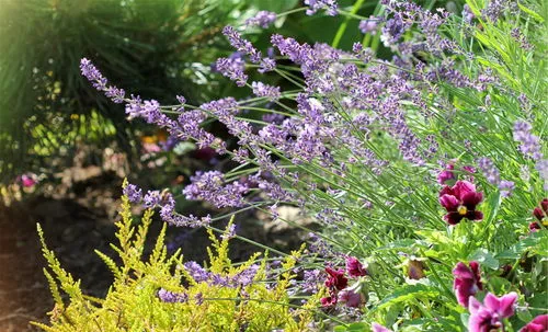 爬藤木香花的种植养护方法