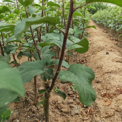 种花生的株距行距是多少厘米