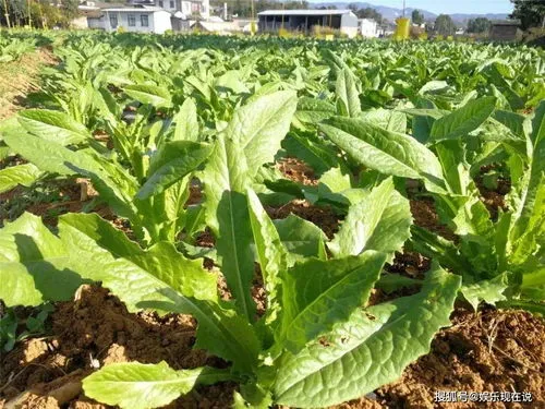 新鲜的贡菜长什么样的