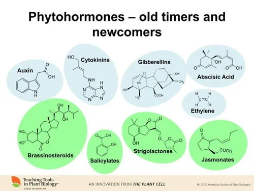 植物生长调节剂六大类