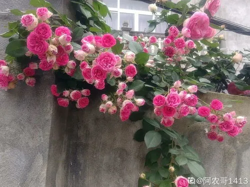 花上长满粘粘的白虫子妙招