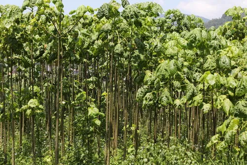 国家一二三级保护植物名录图片