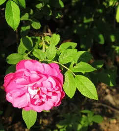 鲜花深水醒花泡一夜可以吗