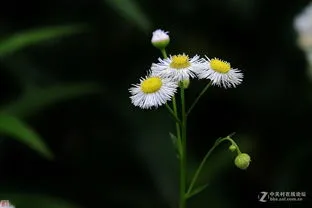 一年蓬的花语