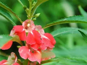 凤仙花种子种植方法和注意事项