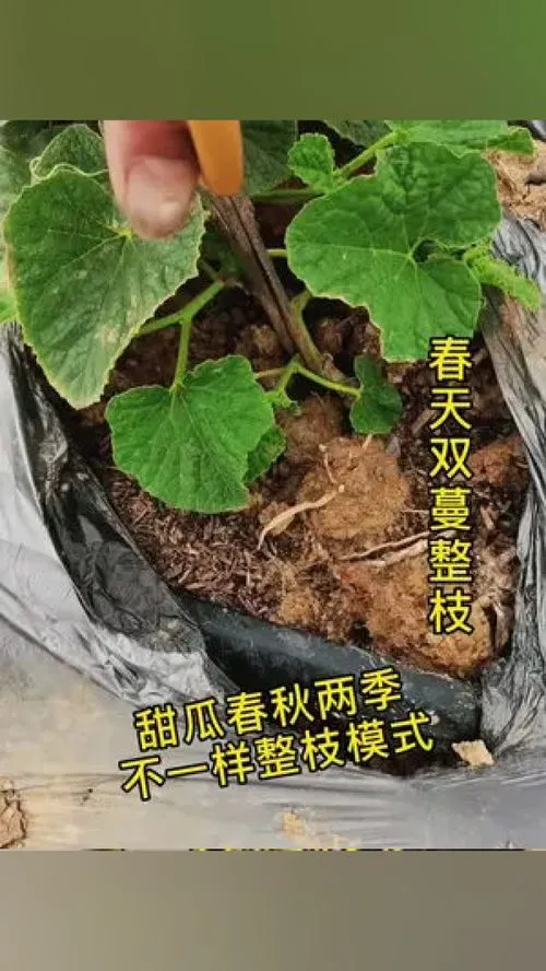 甜瓜几月份播种