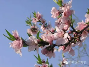 梅花和桃花的花瓣形状区别