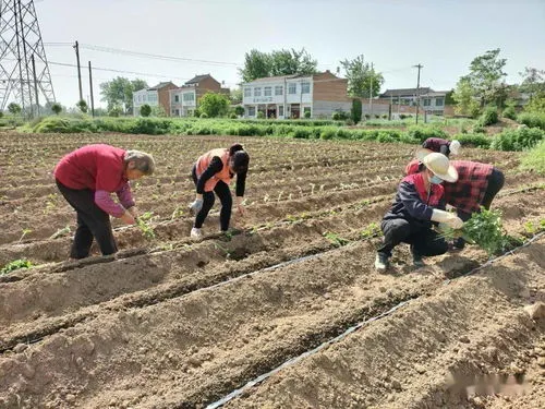 含沙量大的土地适合种植什么