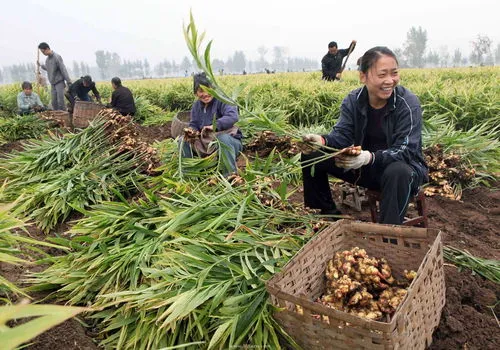 种姜用什么肥料最高产