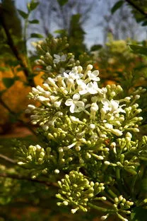 丁香花什么季节开花