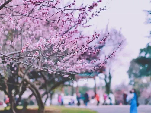 樱花起源