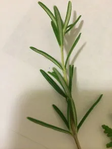 卷柏是蕨类植物还是裸子植物