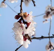 桃花开花早还是杏花开花早