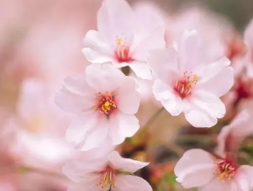 杏花和梨花的区别