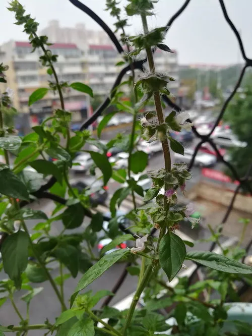 荆芥穗治疗荨麻疹及皮肤瘙痒