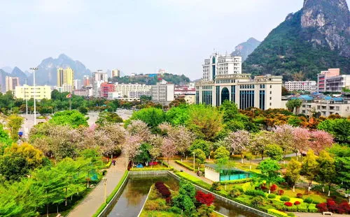 紫荆花是哪个城市的市花