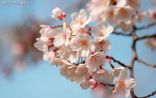 樱花和桃花的区别是什么笑话