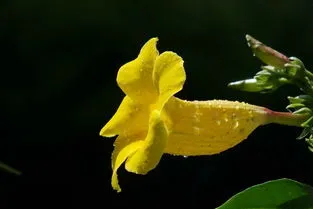 黄蝉花冬天怎么养殖